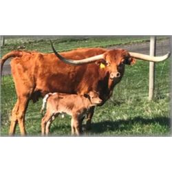 ALLENS MAGIC TOUCH 73