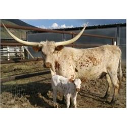 SUB LOT - CWR HAIL'S BELLE