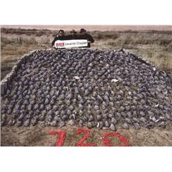 2-day dove hunt for 4-hunters in Argentina for 2019 or 2020