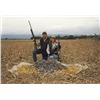 Image 3 : 2-day dove hunt for 4-hunters in Argentina for 2019 or 2020