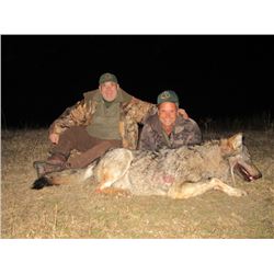 European Wolf Hunt in Macedonia for either two hunters or a hunter and observer