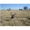 Image 2 : 5-day Red Stag Hunt in Argentina for 1-Hunter for 2020