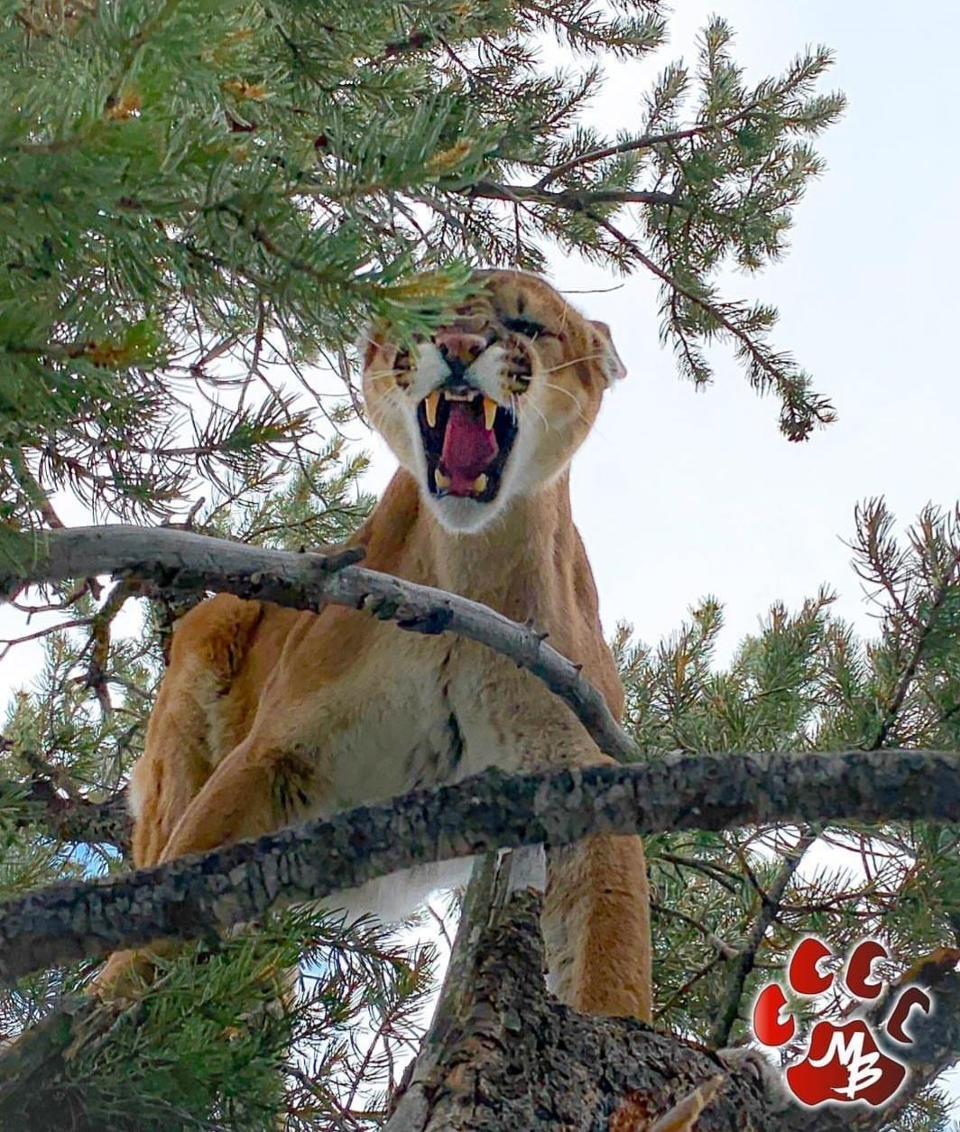 Utah Mountain Lion Hunt utah-mountain-lion-hunt