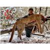 Image 2 : Utah Mountain Lion Hunt