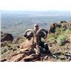 Image 2 : Free-Range Aoudad "Barbary" Sheep Hunt