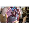 Image 10 : Human Anatomy Figures (RM-221)