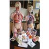 Image 1 : Human Anatomy Figures (RM-221)