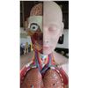 Image 3 : Human Anatomy Figures (RM-221)