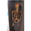 Image 2 : Model Human Skeleton and Metal Locker (RM-221)