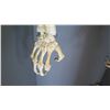 Image 8 : Model Human Skeleton and Metal Locker (RM-221)