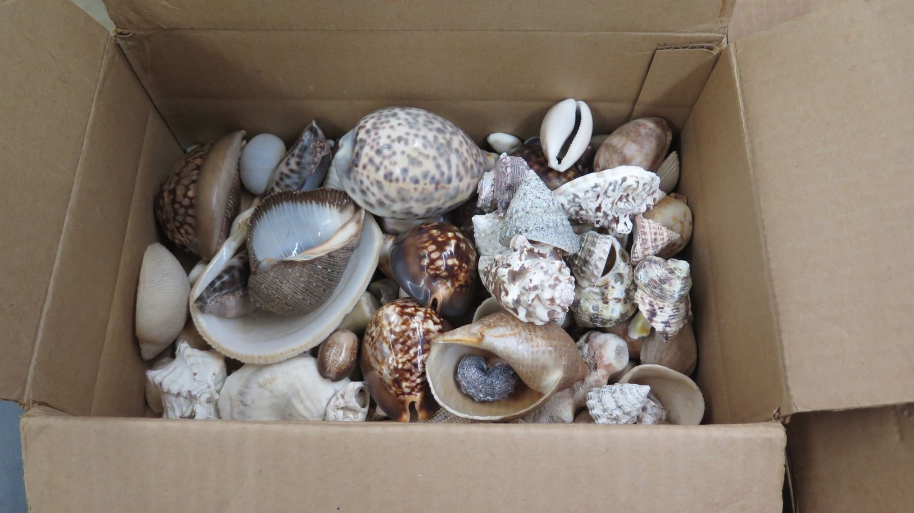 Misc. Shells, Coral, Shells w/ Labels (RM-122)