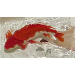 Koi Fish (Orange & White)