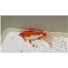 Image 3 : Koi Fish (Orange & White)