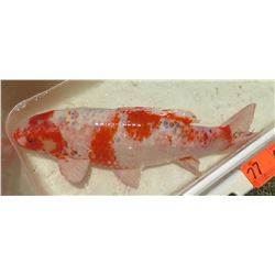 Koi Fish (White w/ Orange Markings)