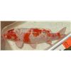 Image 1 : Koi Fish (White w/ Orange Markings)