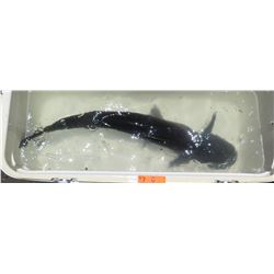 Catfish (Black)