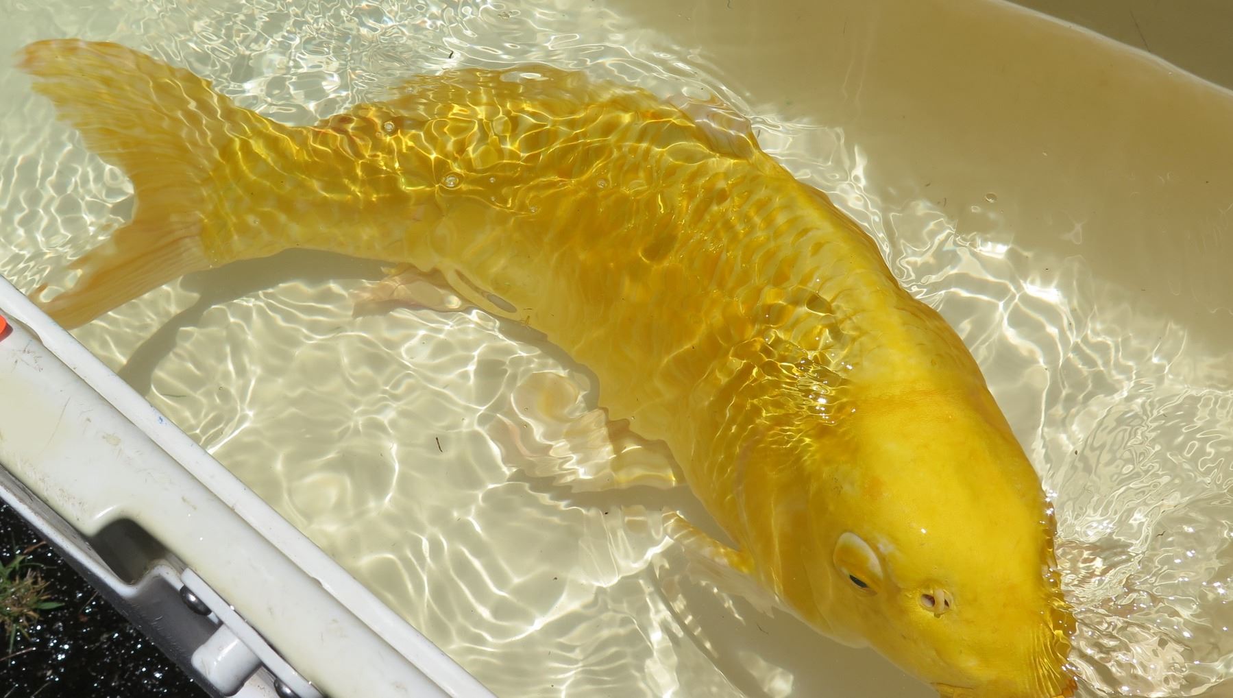 Koi Fish (Yellow)