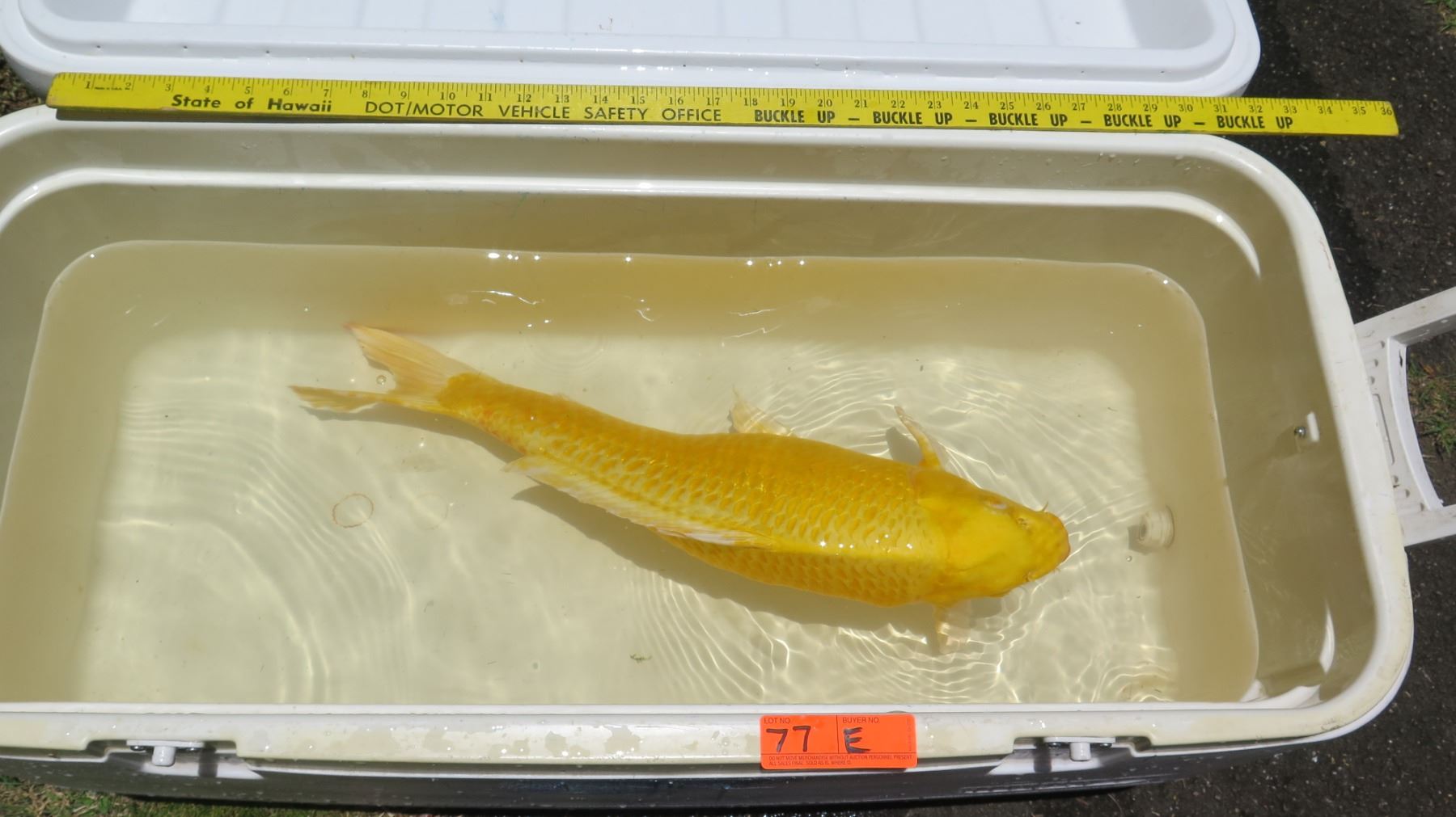 Koi Fish (Yellow) - Oahu Auctions