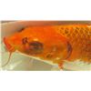Image 1 : Koi Fish (Orange w/ White Fins)