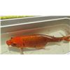 Image 8 : Koi Fish (Orange w/ White Fins)