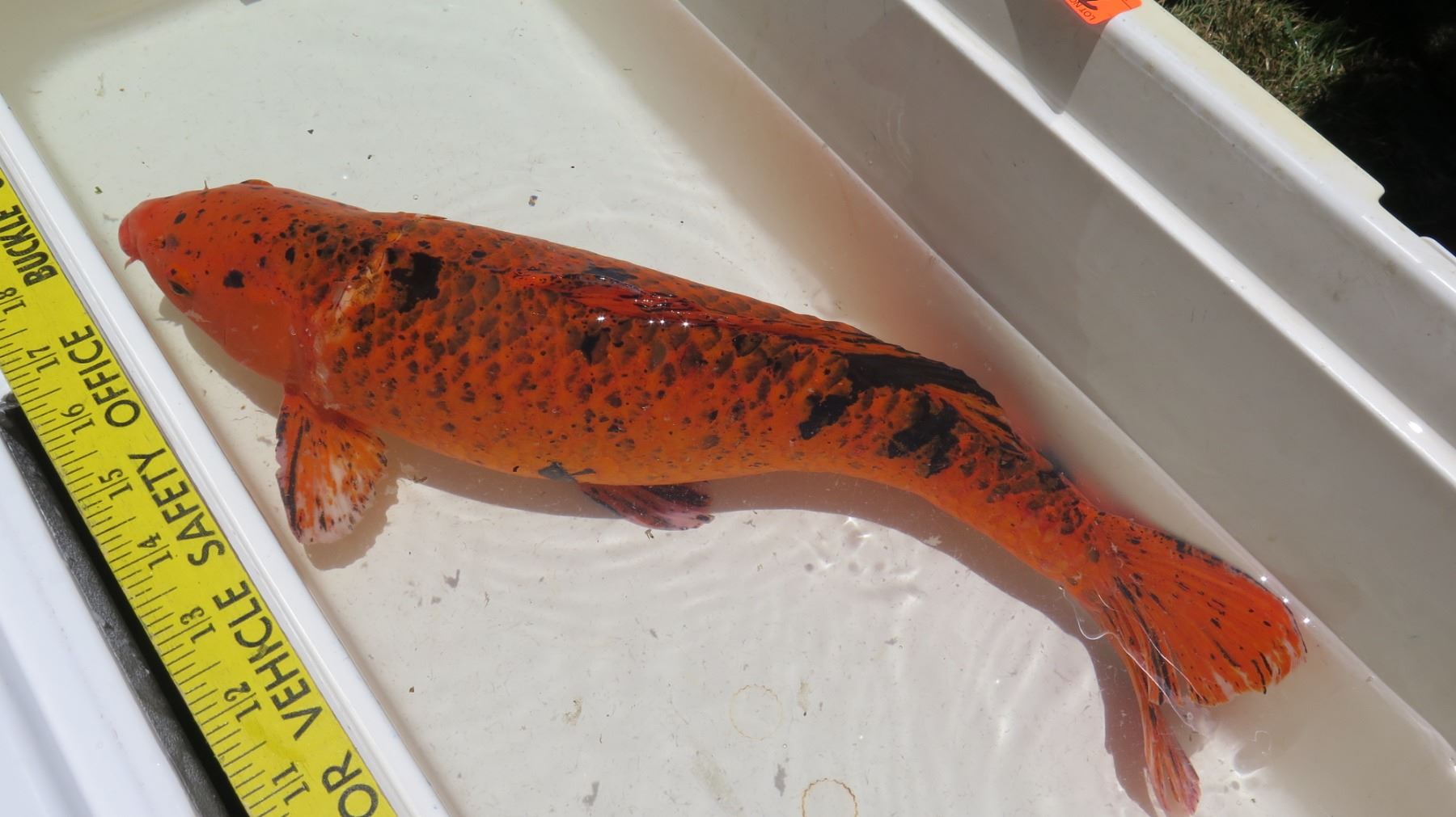 Koi Fish (Orange w/ Black Spots) - Oahu Auctions