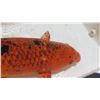 Image 2 : Koi Fish (Orange w/ Black Spots)