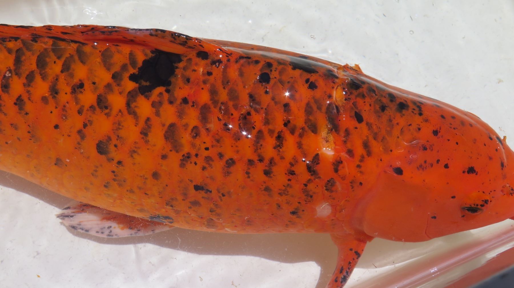 Koi Fish (Orange w/ Black Spots)
