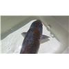 Image 8 : Koi Fish (Dark Gray w/ Orange Tones)