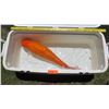 Image 2 : Koi Fish (Orange w/ White Tail)