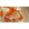 Image 8 : Koi Fish (Orange & White)