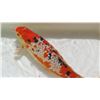 Image 13 : Koi Fish (Orange w/ White Markings & Black Spots)