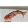 Image 14 : Koi Fish (Orange w/ White Markings & Black Spots)