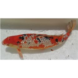 Koi Fish (Orange w/ White Markings & Black Spots)