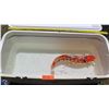 Image 3 : Koi Fish (Orange w/ White Markings & Black Spots)