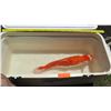 Image 2 : Koi Fish (White w/ Orange Back)