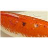 Image 8 : Koi Fish (White w/ Orange Back)