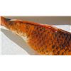 Image 8 : Koi Fish (Orange w/ Black Tones)