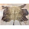 Image 1 : Buffalo Hide and Antique Haymes