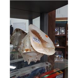 LARGE DECORATIVE CONCH SHELL