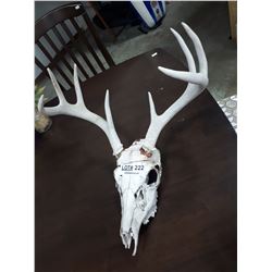 DEER SKULL WITH ANTLERS