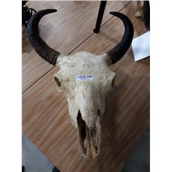 BUFFALO SKULL