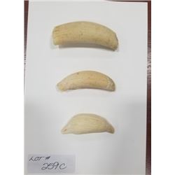 LOT OF THREE SPERM WHALE IVORY TEETH