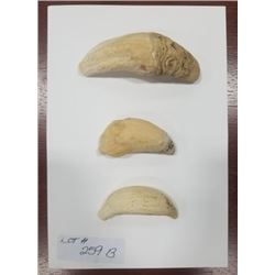 SET OF THREE SPERM WHALE IVORY TEETH