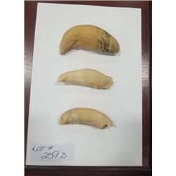 LOT OF THREE SPERM WHALE IVORY TEETH
