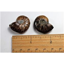 7)  LOT OF 2 AMMONITE FOSSIL SPECIMENS