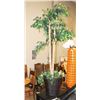 Image 1 : TALL SHOWHOME TREE WITH WICKER POT
