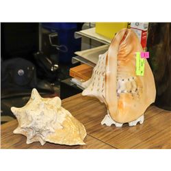 LOT OF 2 LARGE SEA SHELLS