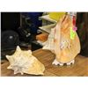 Image 1 : LOT OF 2 LARGE SEA SHELLS