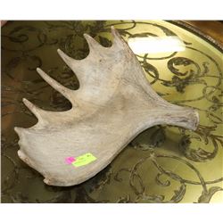 MOOSE SHED ANTLER.