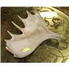 Image 1 : MOOSE SHED ANTLER.